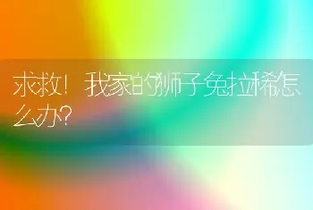 求救！我家的狮子兔拉稀怎么办？