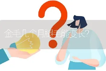 金毛几个月腿毛能变长？