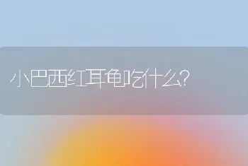 小巴西红耳龟吃什么？