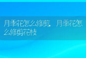 月季花怎么修剪，月季花怎么修剪花枝