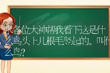 求各位大神帮我看下这是什么鸟头上几根毛竖起的。叫什么鸟？