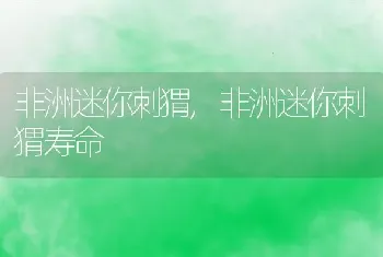 非洲迷你刺猬，非洲迷你刺猬寿命