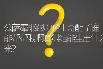 公萨摩耶跟母哈士奇配了谁能帮帮我啊真纠结能生出什么来？