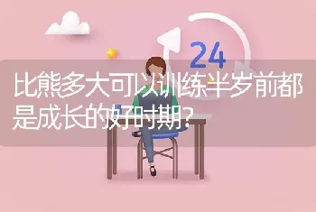 比熊多大可以训练半岁前都是成长的好时期？