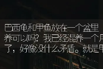 巴西龟和甲鱼放在一个盆里养可以吗?我已经混养一个月了，好像没什么矛盾。就是甲鱼抢吃肉厉害些？