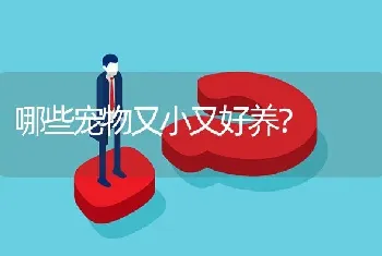 哪些宠物又小又好养？