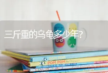 三斤重的乌龟多少年？