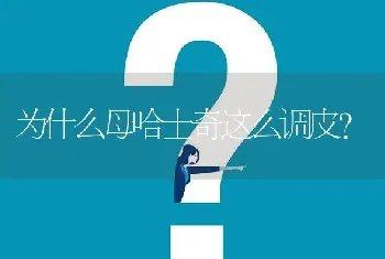 为什么母哈士奇这么调皮？