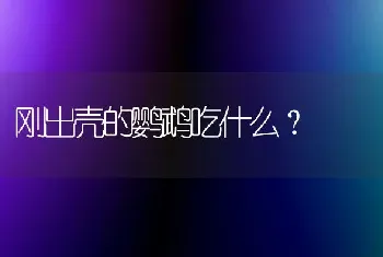 臭龟有多少种？