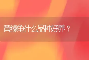 黄缘龟什么品种好养？