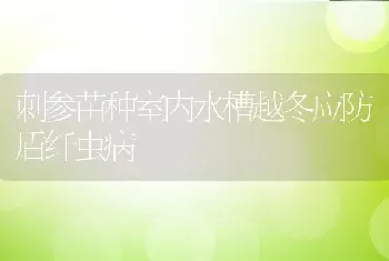 刺参苗种室内水槽越冬应防盾纤虫病