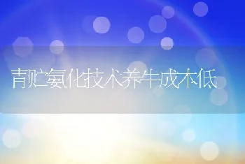 青贮氨化技术养牛成本低