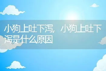 小狗上吐下泻，小狗上吐下泻是什么原因