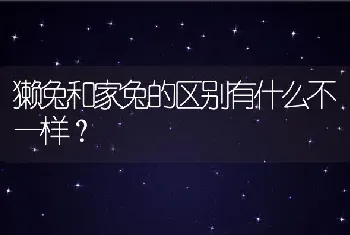 獭兔和家兔的区别有什么不一样？