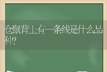 狗狗要生产前，会有什么预兆？