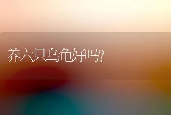 养六只乌龟好吗？