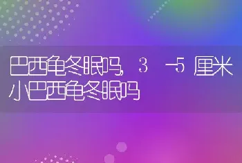 巴西龟冬眠吗，3―5厘米小巴西龟冬眠吗