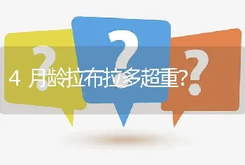 4月龄拉布拉多超重？