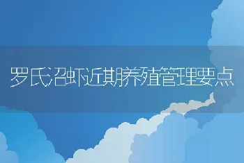 罗氏沼虾近期养殖管理要点