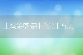 土鸡免疫接种的常用方法