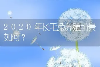 2020年长毛兔养殖前景如何？