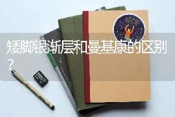 矮脚银渐层和曼基康的区别？