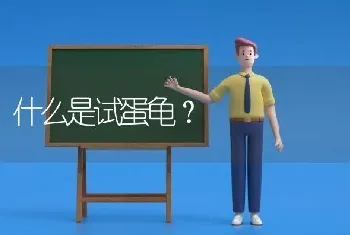 什么是试蛋龟？