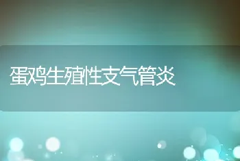 蛋鸡生殖性支气管炎