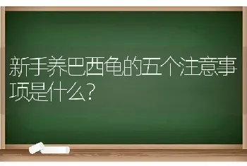 新手养巴西龟的五个注意事项是什么？