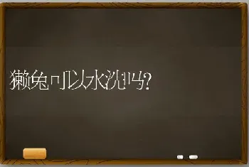 獭兔可以水洗吗？