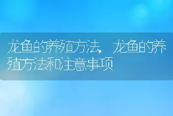 龙鱼的养殖方法，龙鱼的养殖方法和注意事项