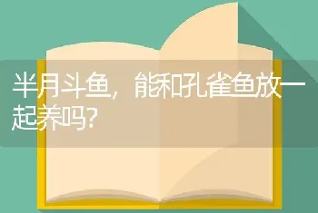 半月斗鱼，能和孔雀鱼放一起养吗？