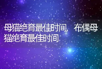 母猫绝育最佳时间，布偶母猫绝育最佳时间