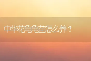 中华花龟龟苗怎么养？