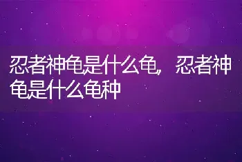 忍者神龟是什么龟，忍者神龟是什么龟种