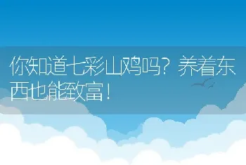 你知道七彩山鸡吗？养着东西也能致富！