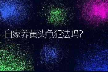 自家养黄头龟犯法吗？