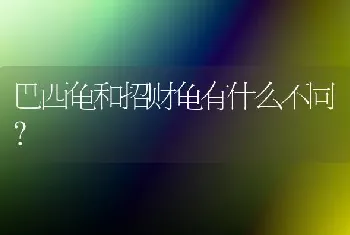 巴西龟和招财龟有什么不同？