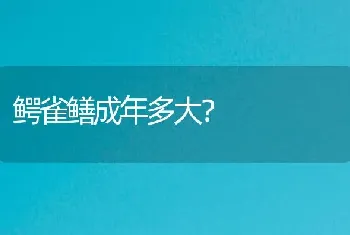 鳄雀鳝成年多大？