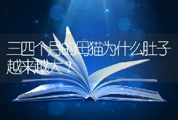 三四个月的母猫为什么肚子越来越大？