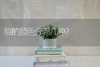 猫的颜色分哪几种？