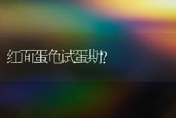 红面蛋龟试蛋期？