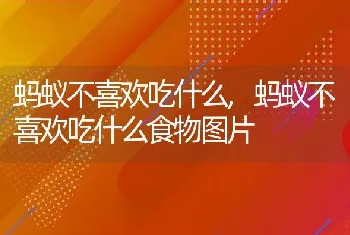 蚂蚁不喜欢吃什么，蚂蚁不喜欢吃什么食物图片