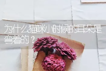 为什么猫咪小时候的耳朵是弯着的？