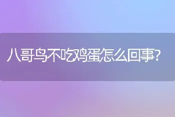 八哥鸟不吃鸡蛋怎么回事？