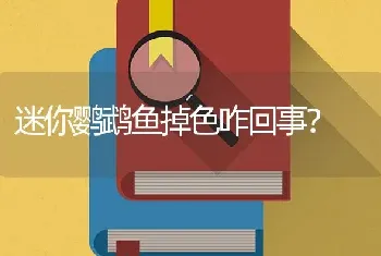 迷你鹦鹉鱼掉色咋回事？