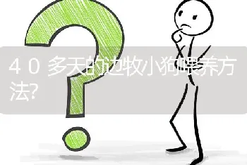 40多天的边牧小狗喂养方法？