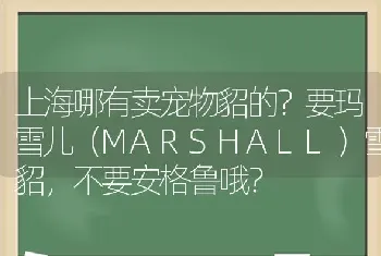 上海哪有卖宠物貂的？要玛雪儿（MARSHALL）雪貂，不要安格鲁哦？