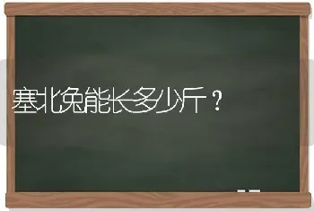 塞北兔能长多少斤？