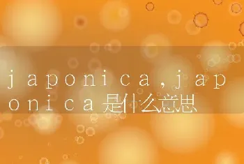 japonica，japonica是什么意思